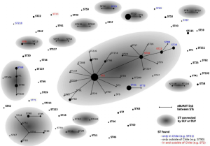 Structure d'une population de F. psychrophilum d'origine chilienne déterminée par MLST (Multi-Locus Sequence Typing). La taille des points noirs correspond au nombre d'isolats du même type, les traits reliant ces points représentent la parenté directe entre ces types d'isolats et les zones grisées regroupent les isolats de F. psychrophilum directement ou indirectement apparentés et démontrent le caractère épidémique du RTFS/BCWD. Ce type de structure a été démontré pour d'autres populations de F. psychrophilum dans le monde. Image tirée de l'article Avendaño-Herrera et al., Veterinary Microbiology, 2014